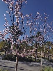 opinion, certitude, connaissance, philosophie, Platon, science 