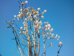 006cime arbres en fleurs paillon.jpg